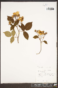 Rosa setigera image