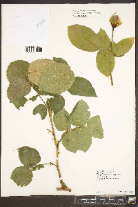 Rosa setigera image