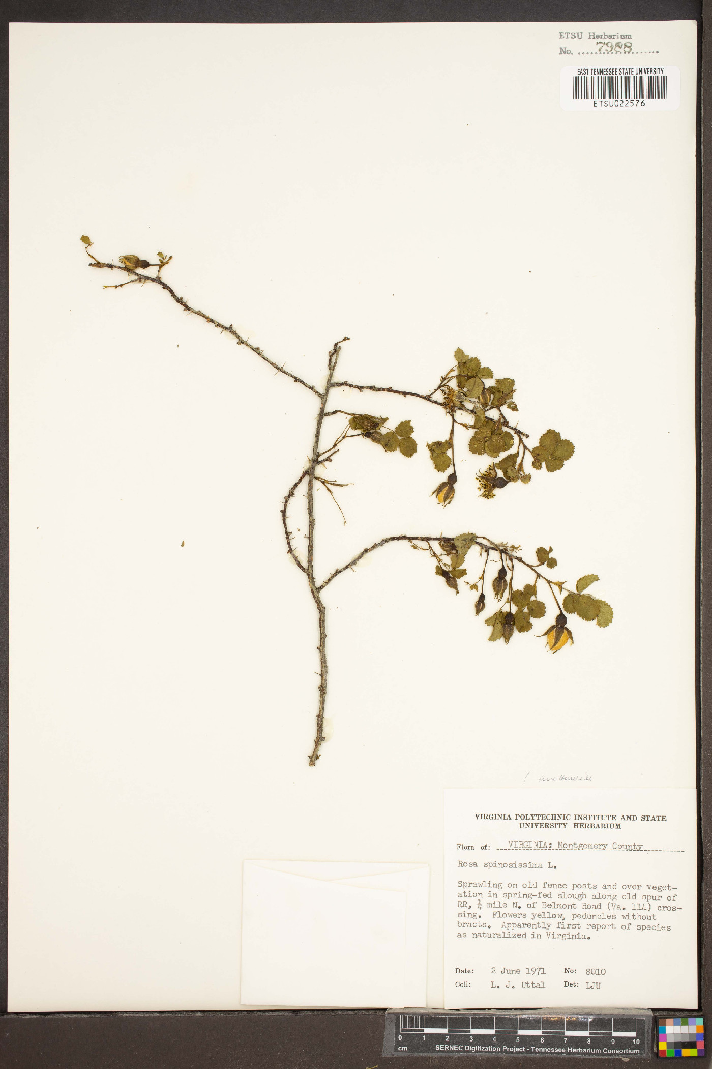 Rosa spinosissima image