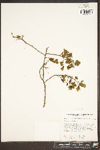 Rosa spinosissima image