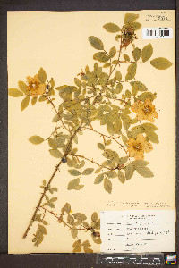 Rosa virginiana image