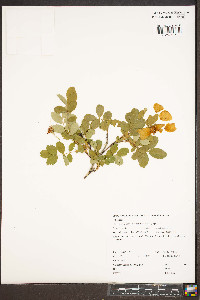 Rosa woodsii image