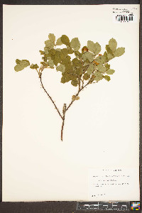 Rosa woodsii image