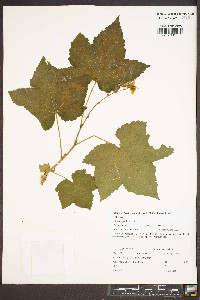 Rubus parviflorus image