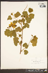 Rubus deliciosus image