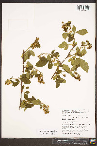 Rubus argutus image