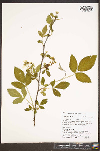 Rubus argutus image