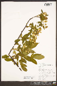 Rubus argutus image