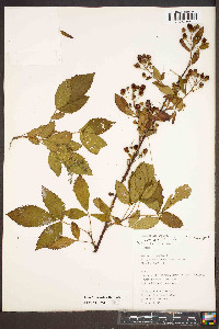 Rubus argutus image