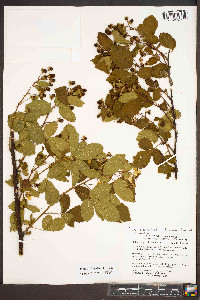 Rubus argutus image