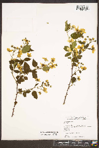 Rubus argutus image