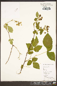 Rubus canadensis image