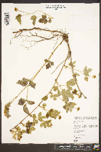 Rubus flagellaris image