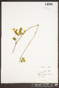 Rubus enslenii image