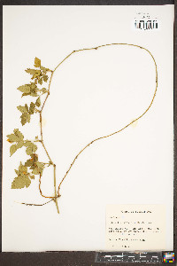 Rubus flagellaris image