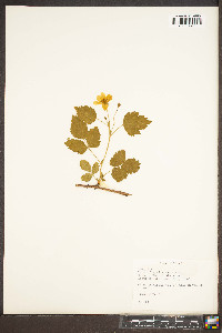 Rubus flagellaris image