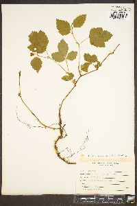 Rubus enslenii image