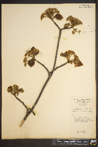 Viburnum lantanoides image