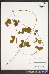 Rubus hispidus image