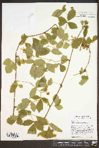 Rubus hispidus image