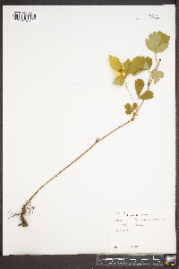 Rubus hispidus image