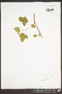 Rubus hispidus image