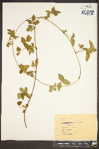 Rubus hispidus image