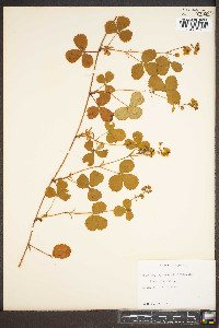 Rubus hispidus image