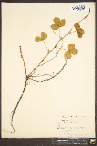 Rubus hispidus image