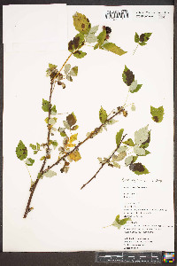 Rubus occidentalis image