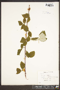 Rubus occidentalis image