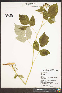 Rubus occidentalis image