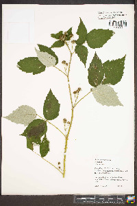 Rubus occidentalis image