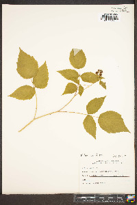 Rubus occidentalis image
