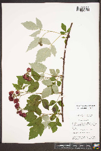 Rubus occidentalis image