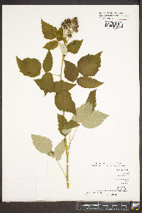 Rubus occidentalis image