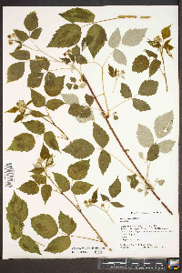 Rubus occidentalis image