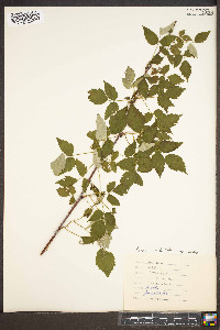 Rubus occidentalis image