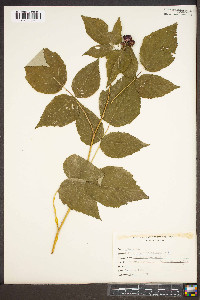 Rubus occidentalis image