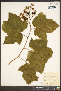 Rubus odoratus image