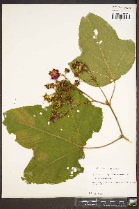 Rubus odoratus image