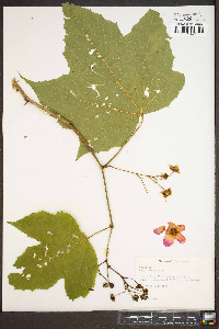 Rubus odoratus image