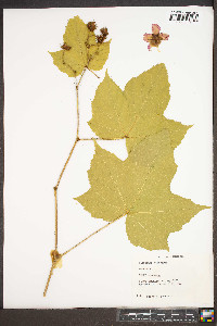 Rubus odoratus image