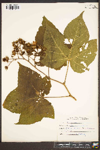 Rubus odoratus image