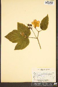 Rubus odoratus image