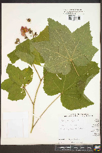 Rubus odoratus image