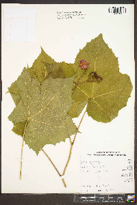 Rubus odoratus image