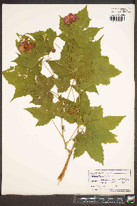 Rubus odoratus image