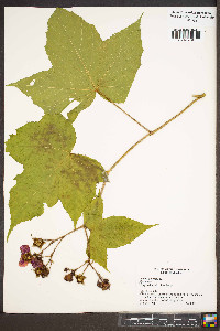 Rubus odoratus image