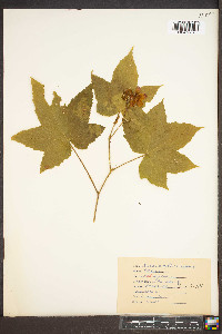 Rubus odoratus image